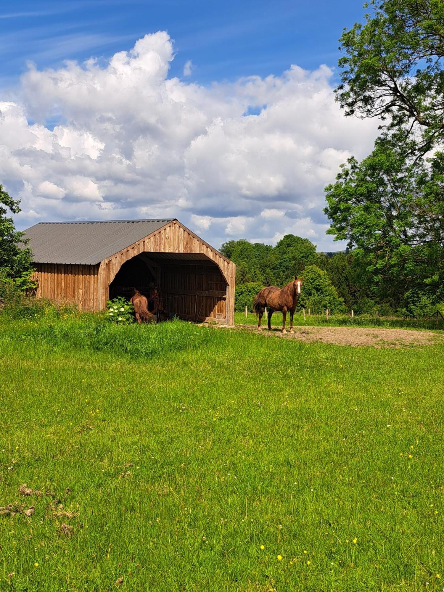 Gite L'Olivier A Filly - Nadrin, Entre Houffalize Et La Roche-En-Ardenne Exterior foto